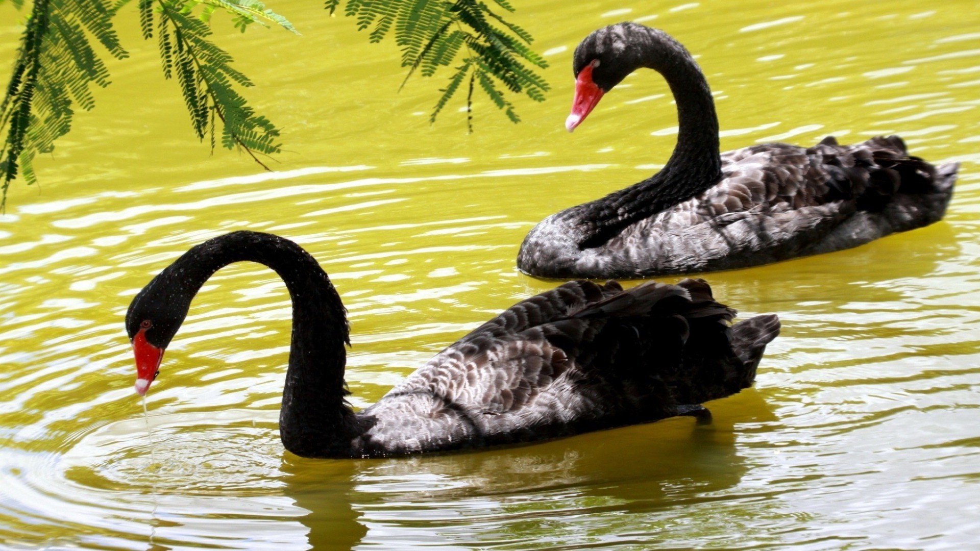 zwierzęta pływanie ptak woda łabędź basen jezioro natura ptactwo wodne pióro kaczka dziób przyroda rzeka na zewnątrz odbicie szyja zwierzę dziki ptaki