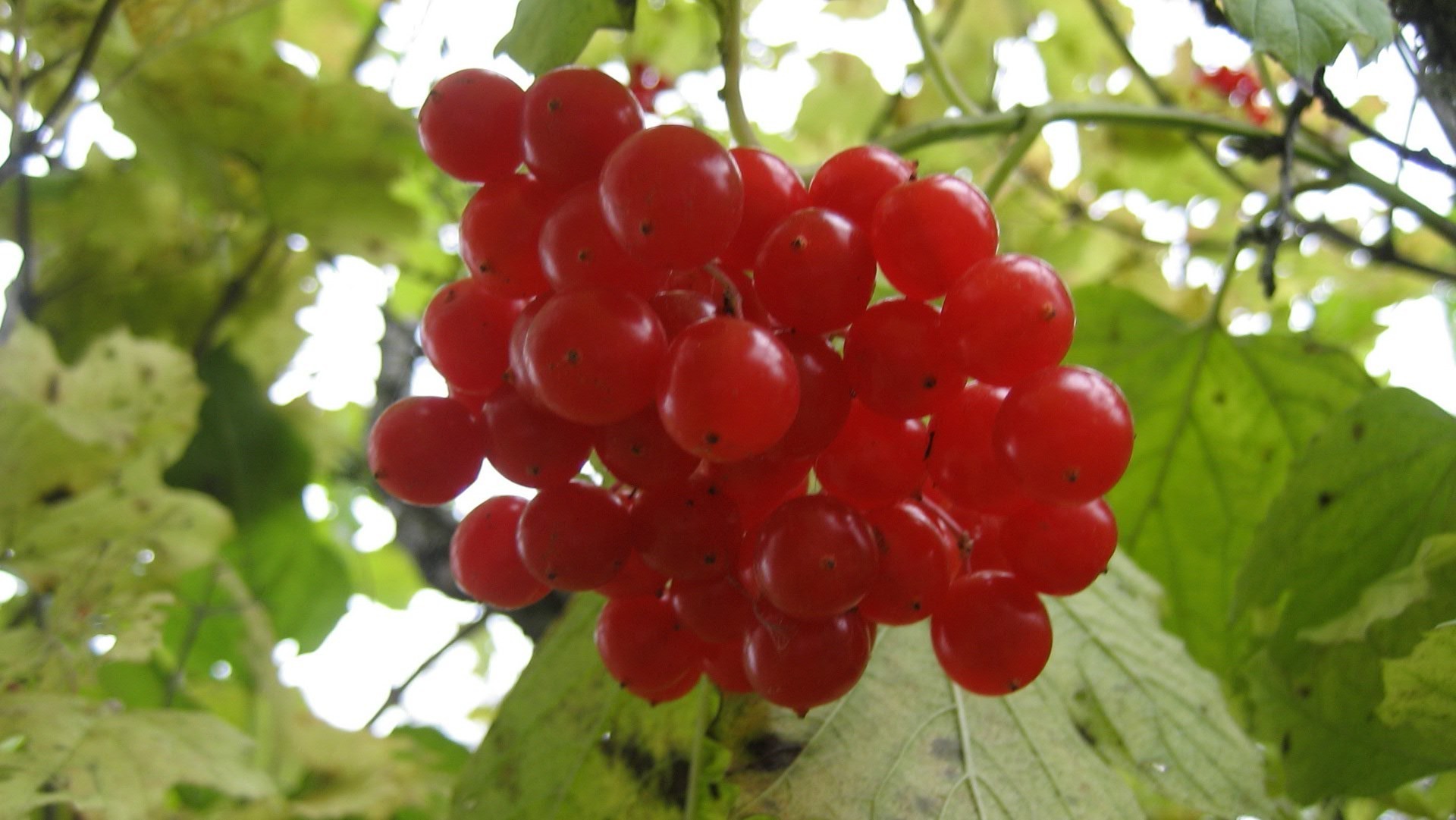 bayas fruta baya comida saludable jugosa naturaleza pila hoja pastelería dieta delicioso jardín salud verano crecer pasto nutrición primer plano rama