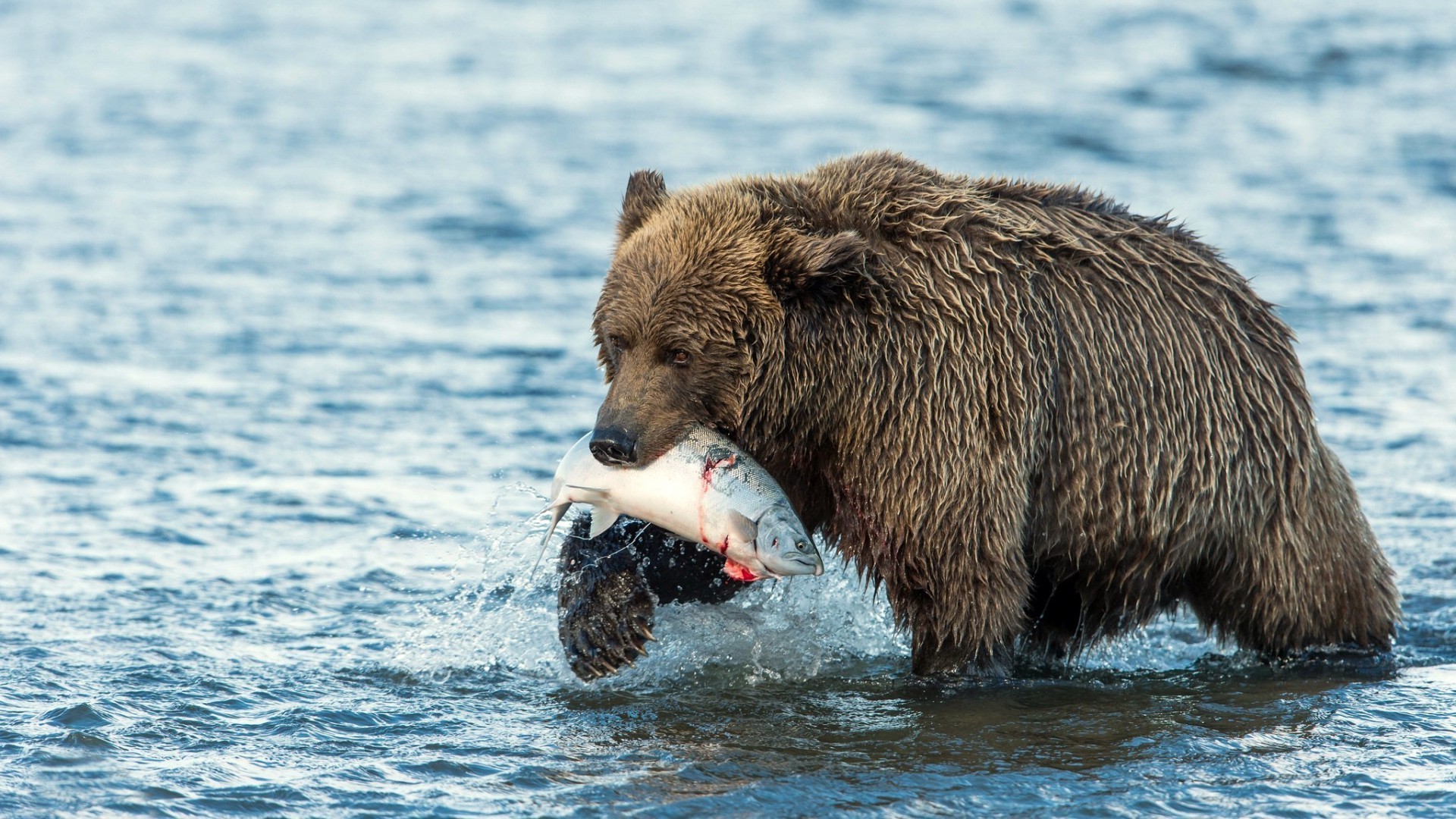 osos agua mamífero vida silvestre al aire libre naturaleza grizzly