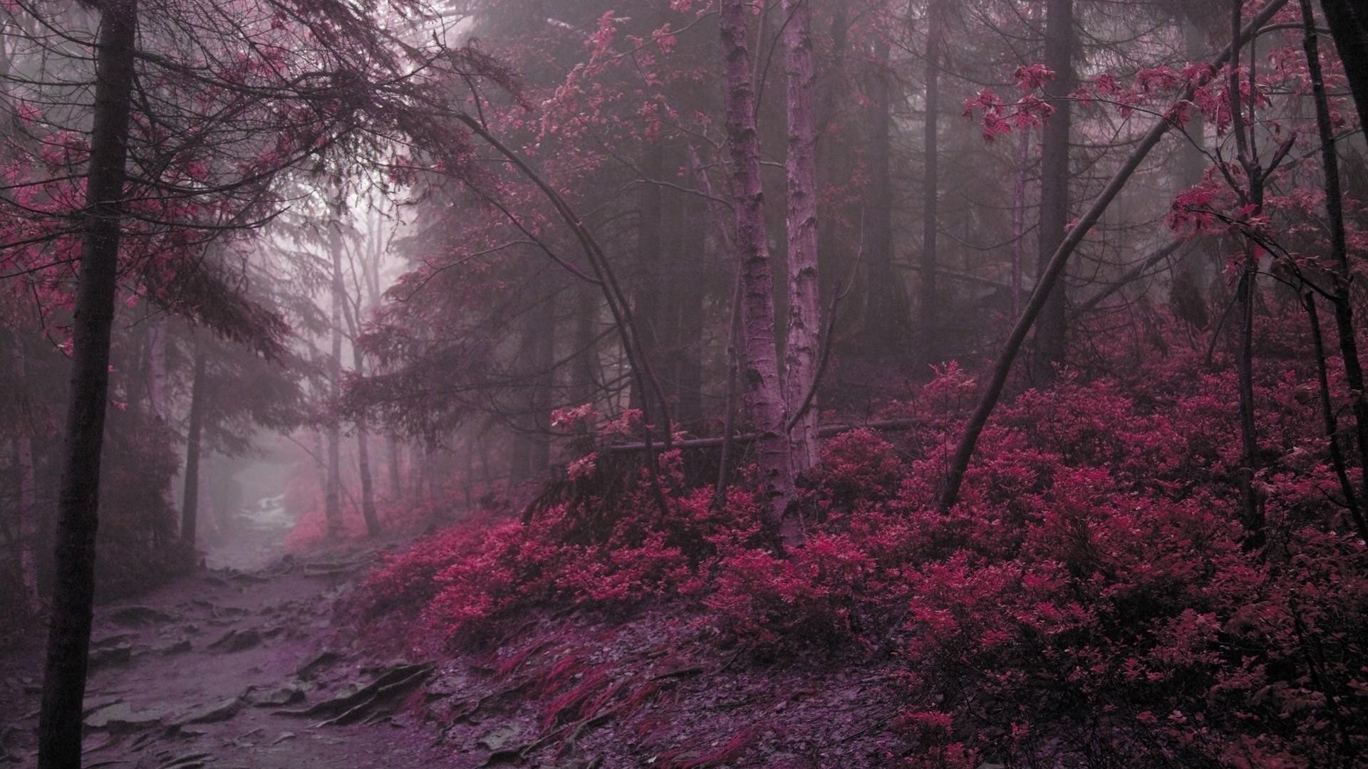 landschaft baum landschaft herbst park winter zweig holz saison blatt farbe nebel blume dämmerung natur licht umwelt wetter schnee