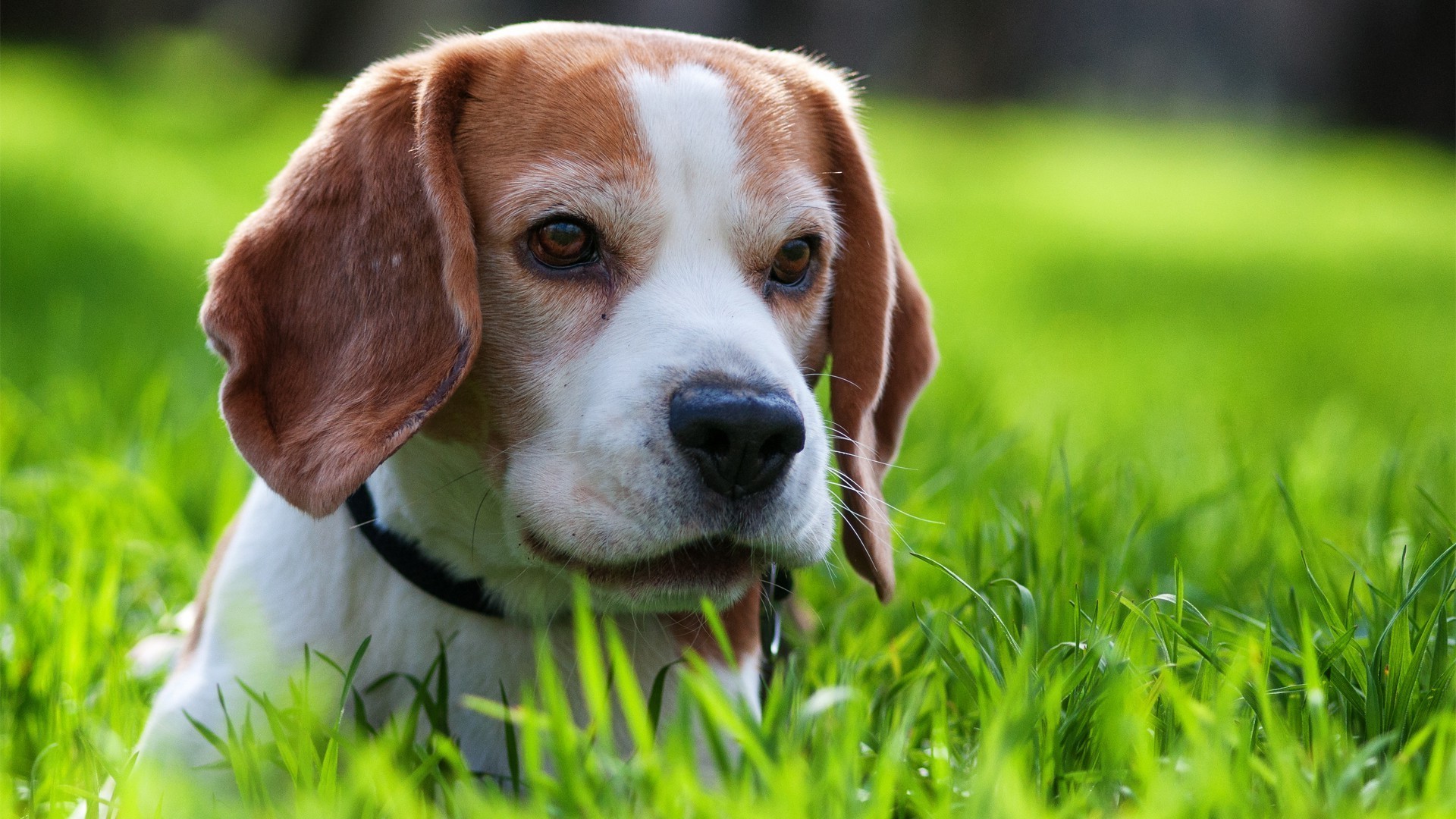 cani erba cane animale carino mammifero animale domestico cucciolo cane natura ritratto giovane sedersi adorabile fieno razza campo beagle domestico