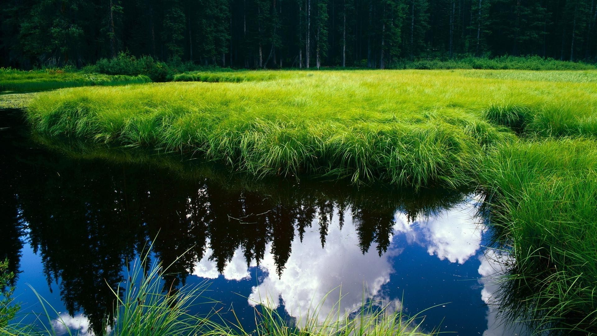 fields meadows and valleys landscape grass nature outdoors wood summer water tree scenic dawn environment lake fair weather hayfield