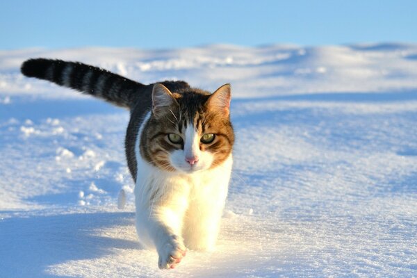 Gestreifte Katze, die im Schnee läuft