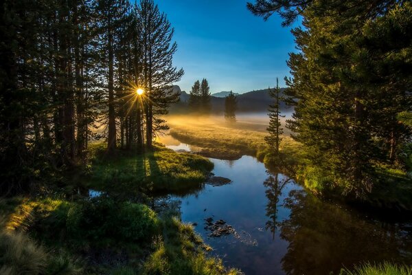 Bella alba tra gli alberi