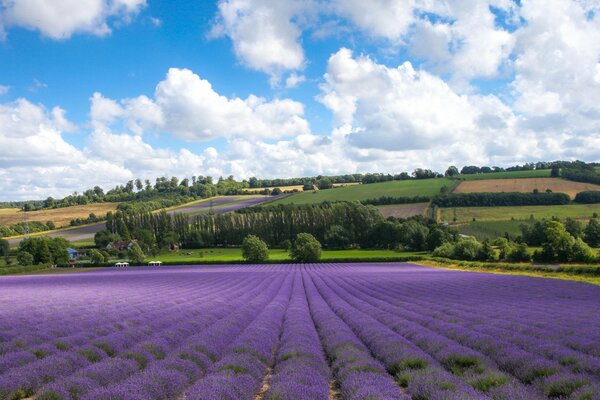 Meadows on a background of white clouds