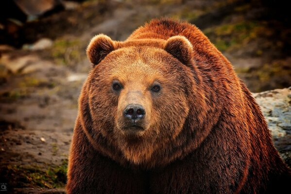 L orso bruno guarda lo sguardo