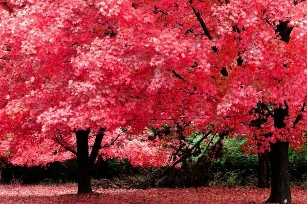 Alberi di insolita bella colorazione