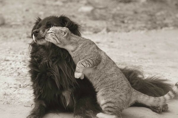 Animal friendship. A cat is a gentle creature