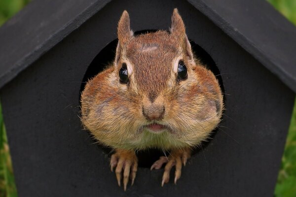 The hamster s muzzle sticks out of the birdhouse