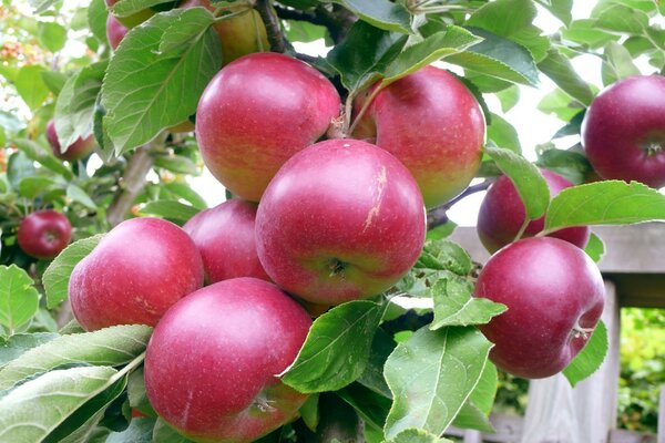 Rote Äpfel für ein gesundes Leben