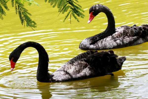 Zwei schwarze Schwäne im Teich