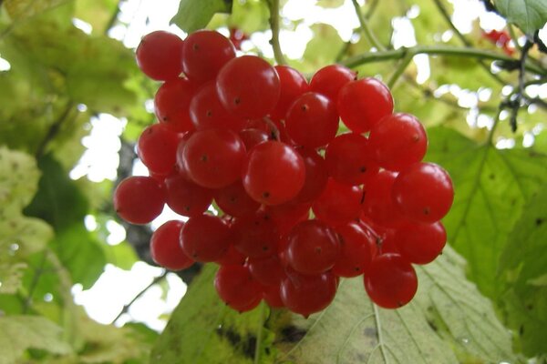 Viburnum Zweig mit grünen Blättern