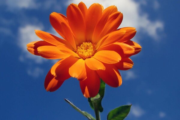 A close-up photo of a positive flower