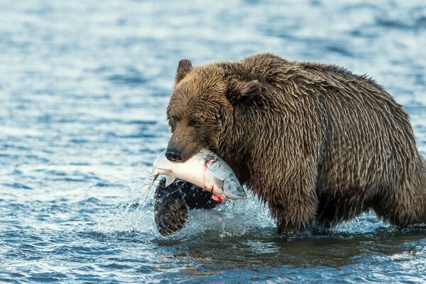 L ours a attrapé le butin et le traîne quelque part