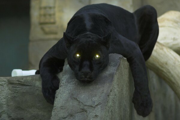 Pantera com olhos verdes brilhantes