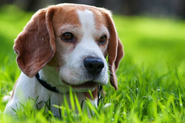 A dog in green, juicy grass