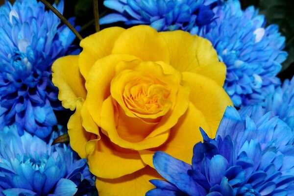 Rosa amarilla rodeada de flores azules