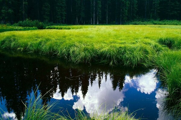 Die Kiefern und der Himmel spiegeln sich in der Wasseroberfläche wider