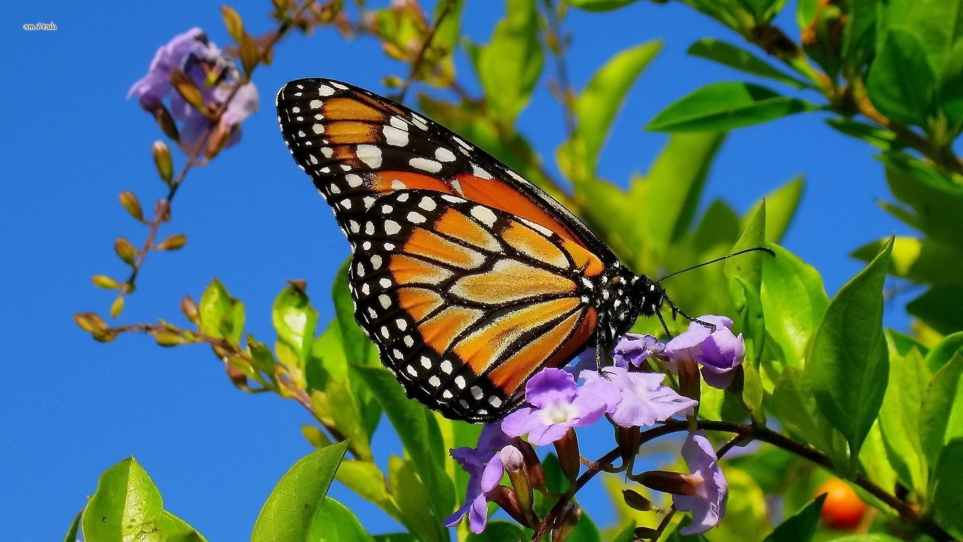 animais borboleta natureza inseto ao ar livre flor verão jardim flora folha invertebrados asa cor bela delicada brilhante tropical biologia close-up