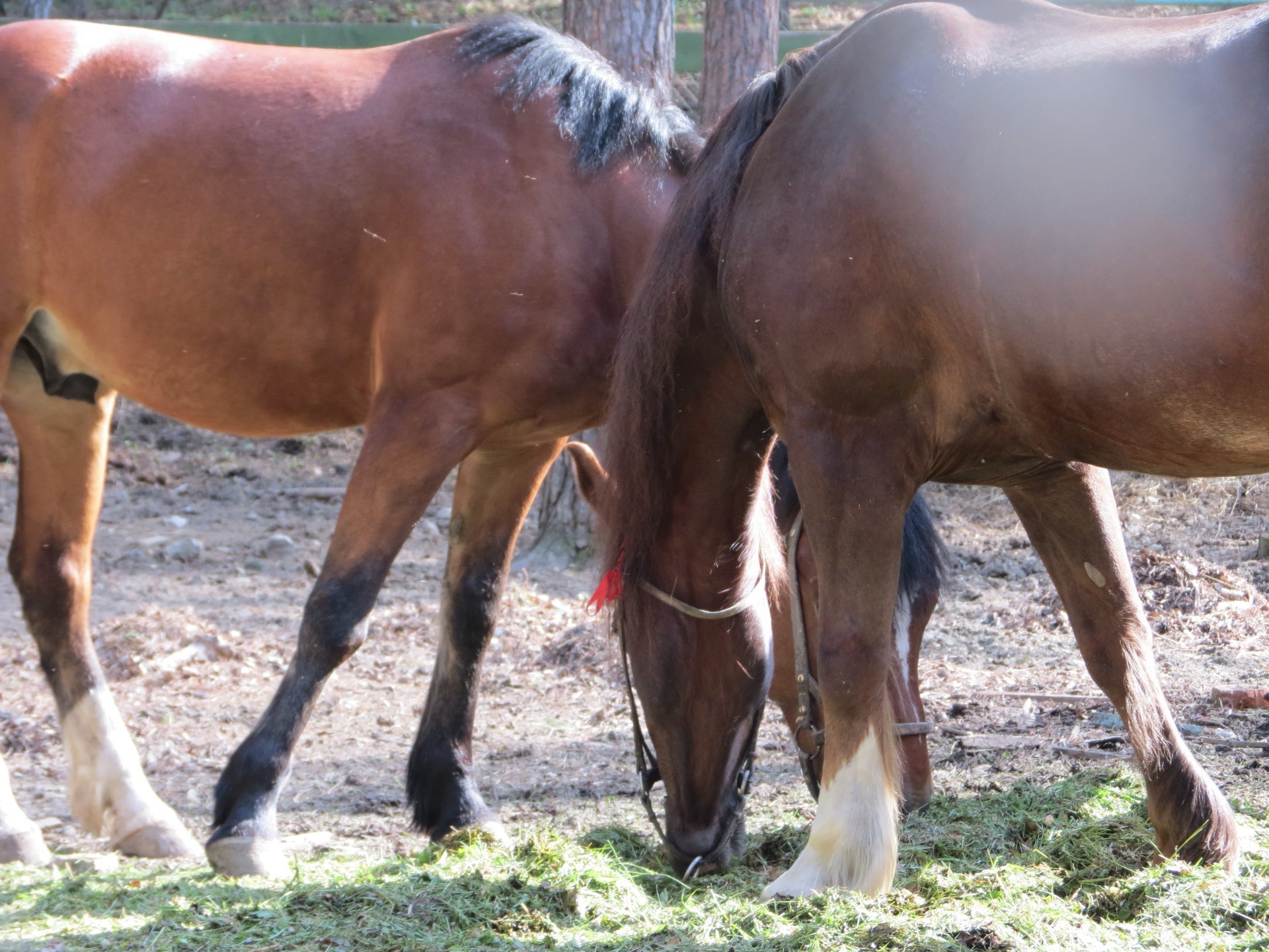 horses mammal pasture horse farm mare cavalry stallion animal agriculture rural grass mane equine livestock hayfield pony field sitting equestrian