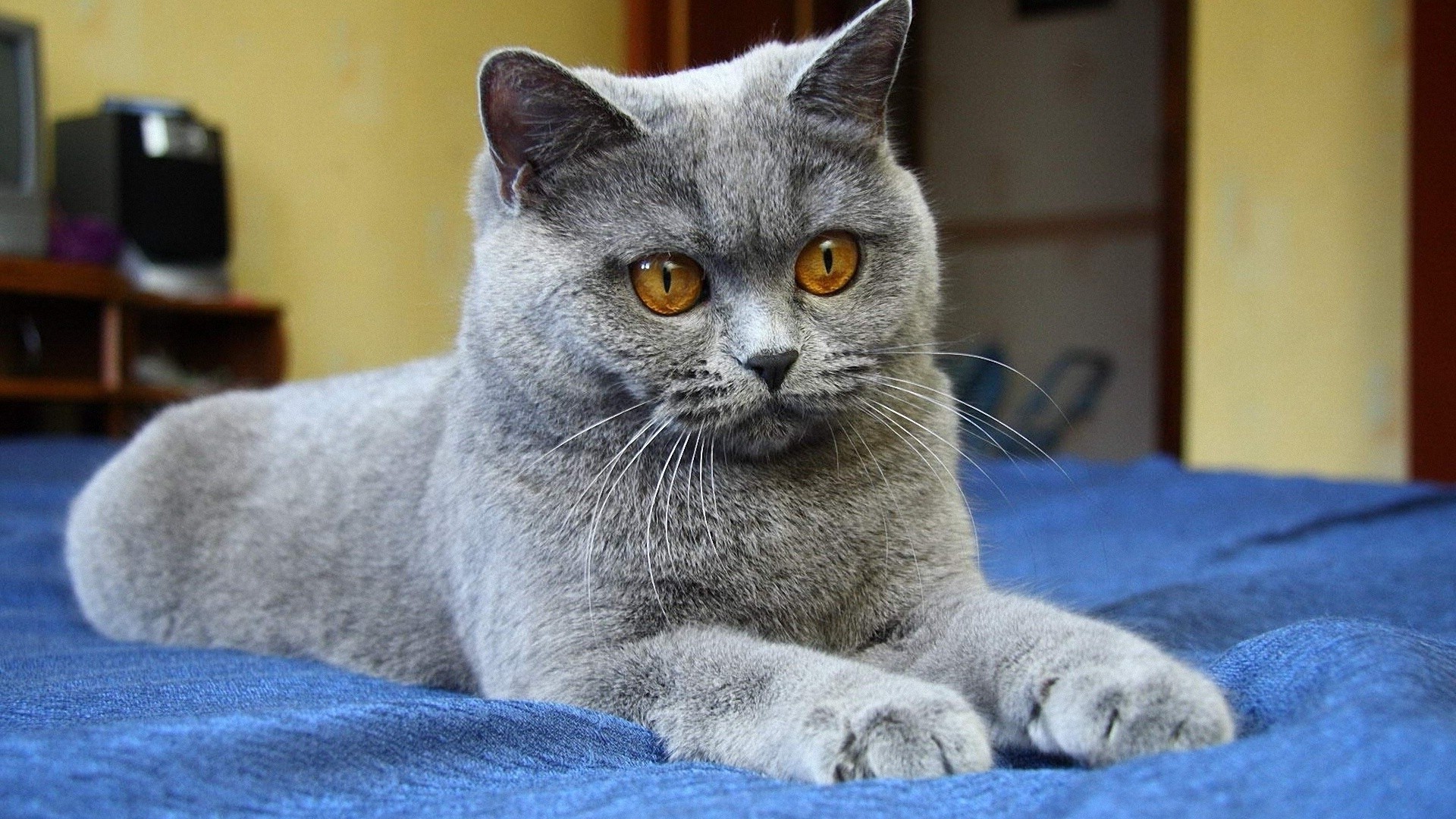 katze katze säugetier inländische haustier tier niedlich kätzchen fell porträt grau sitzen auge wenig anzeigen