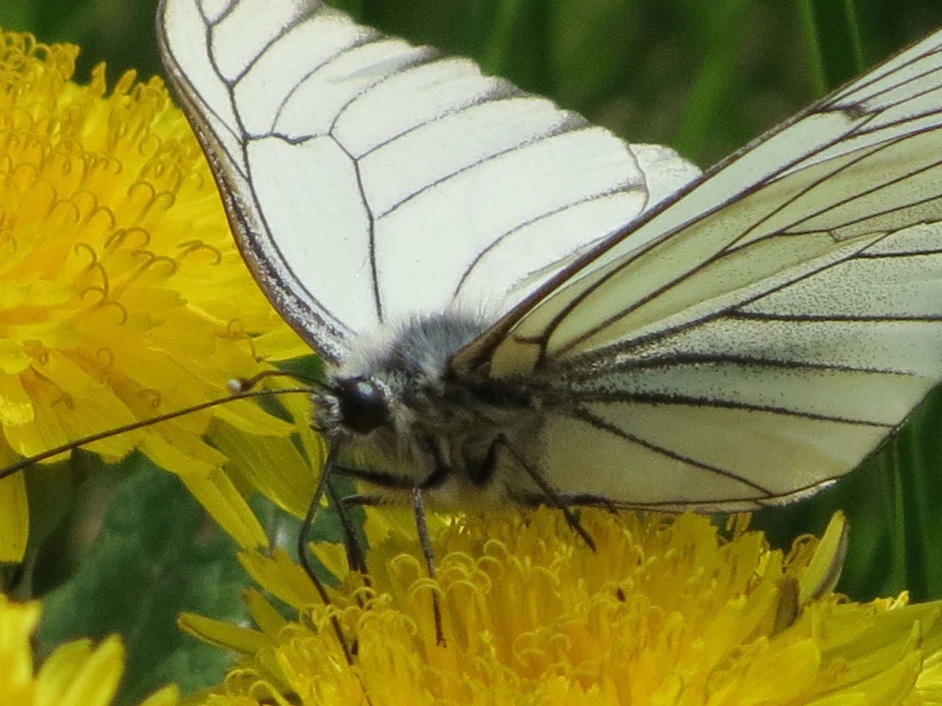 butterfly insect nature flower summer wing animal wildlife outdoors flora garden color invertebrate wild beautiful close-up fly bright leaf