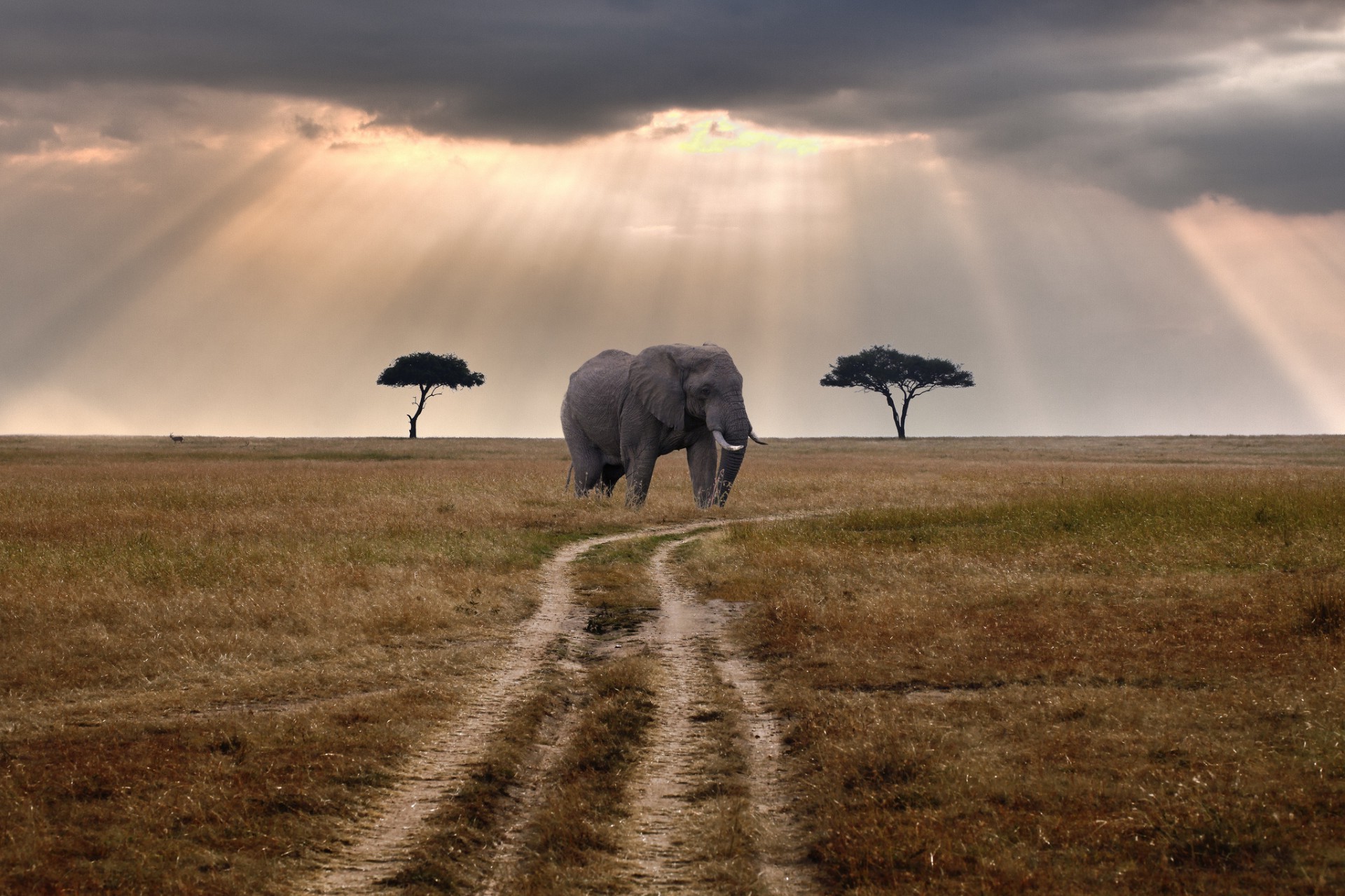 elephants dawn landscape sunset outdoors storm sky grassland elephant