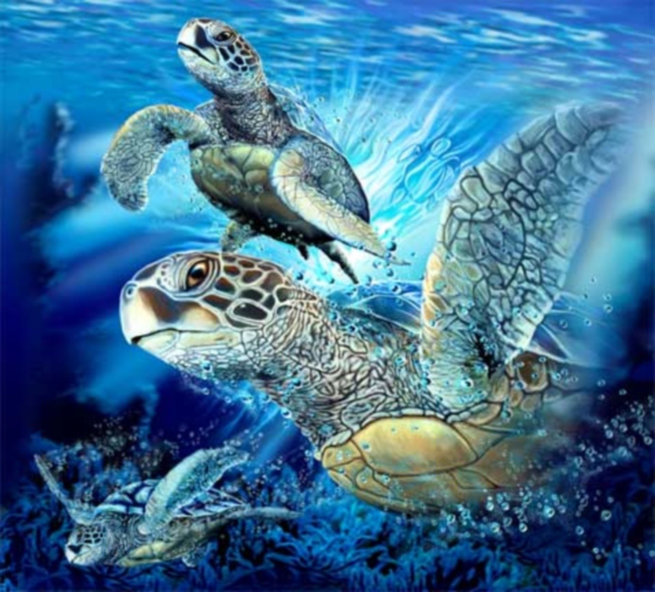 tiere schildkröte unterwasser gazoo meer marine ozean riff wasser tropisch tier natur schwimmen korallen tierwelt scuba wasser tauchen schale schildkröte fisch