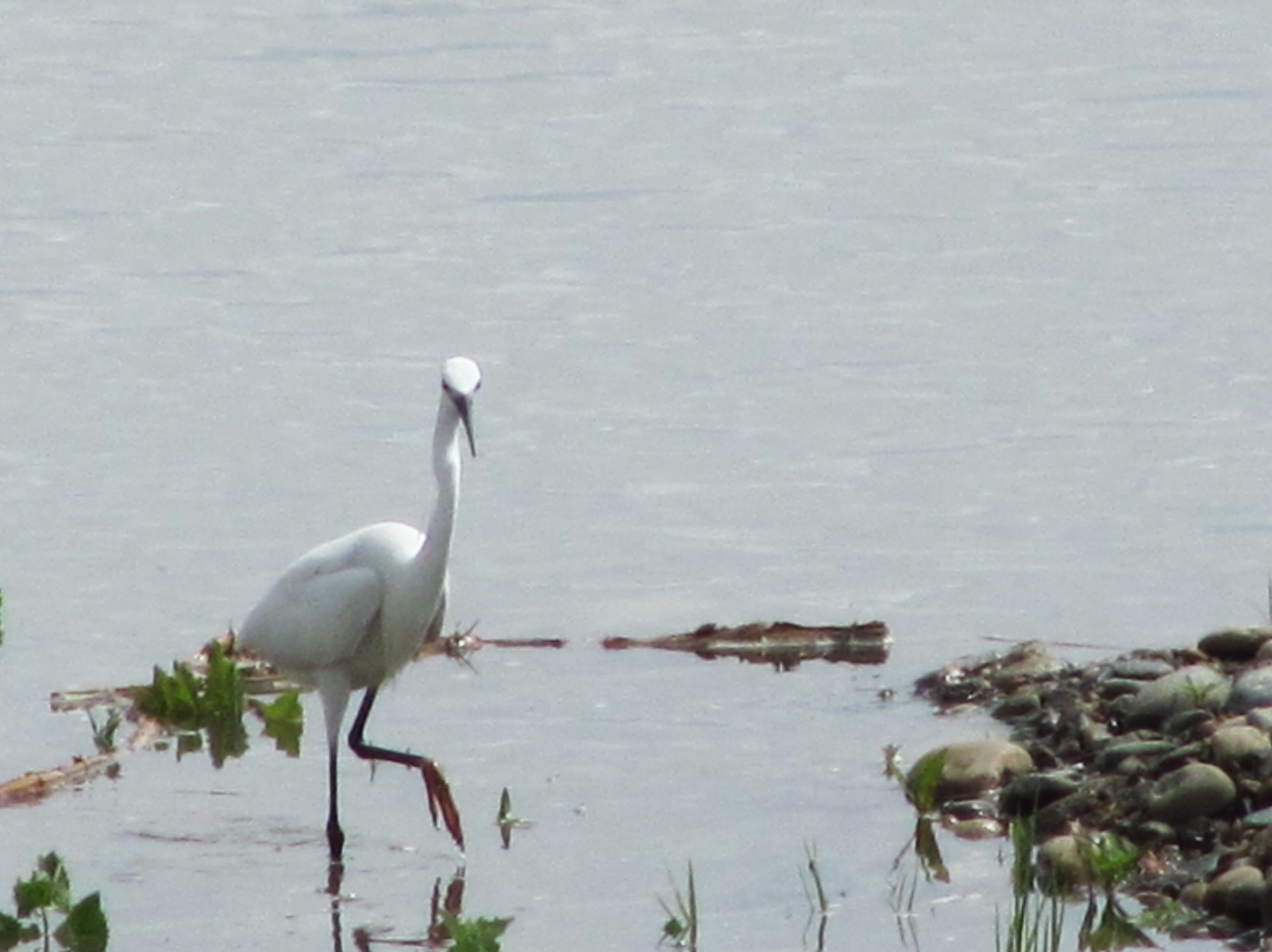 animais pássaro água vida selvagem gerona garça lago marcha água animal pântano natureza avian piscina zonas húmidas ao ar livre wal-mar