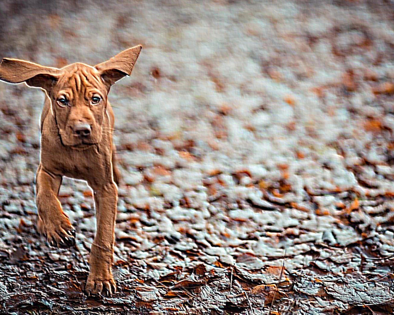 cães animal mamífero fofa cão natureza retrato animal de estimação doméstico pele ao ar livre pequeno