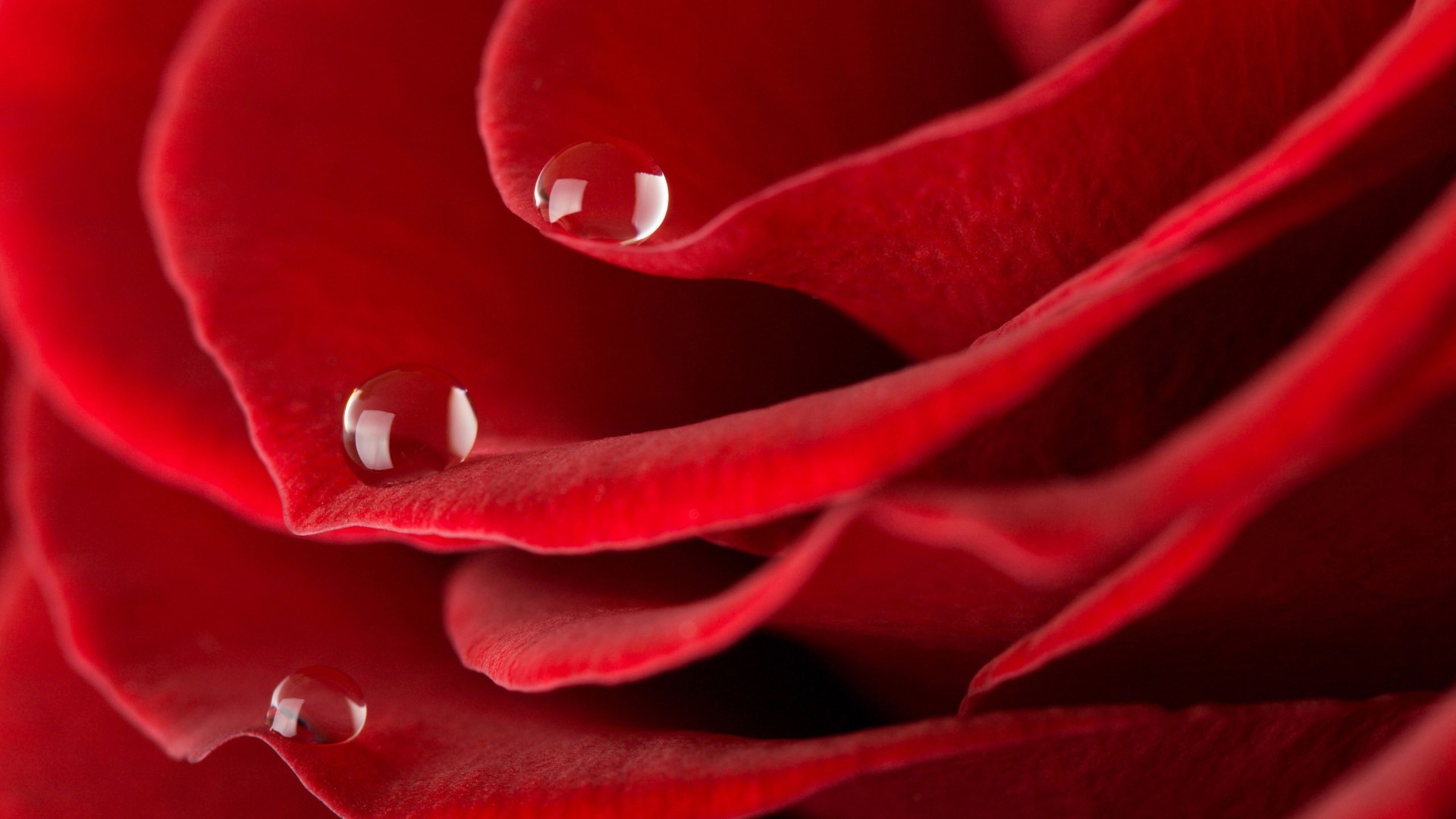 close-up amor romance rosa romântico flor delicado flora pétala botânico aniversário cor jardim blooming bela natureza orvalho presente desktop gota