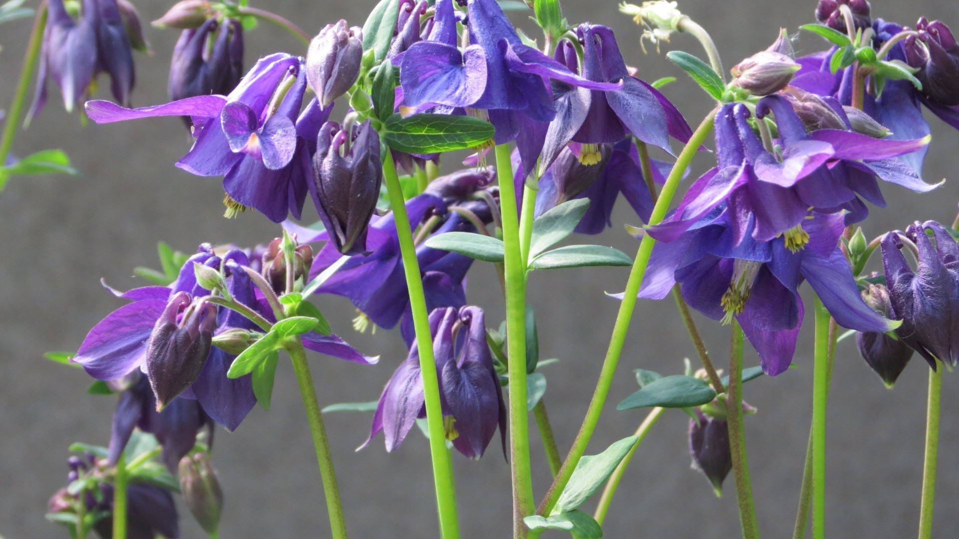 kwiaty kwiat natura flora ogród liść bluming violet płatek na zewnątrz kwiatowy lato wzrost sezon zbliżenie dzwon bylina kolor bukiet łuska