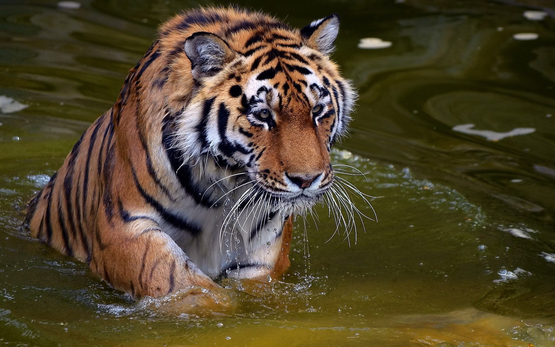 kaplanlar yaban hayatı kaplan memeli kedi hayvanat bahçesi yırtıcı hayvan vahşi orman hayvan avcı doğa kafa portre safari büyük et yiyen saldırganlık