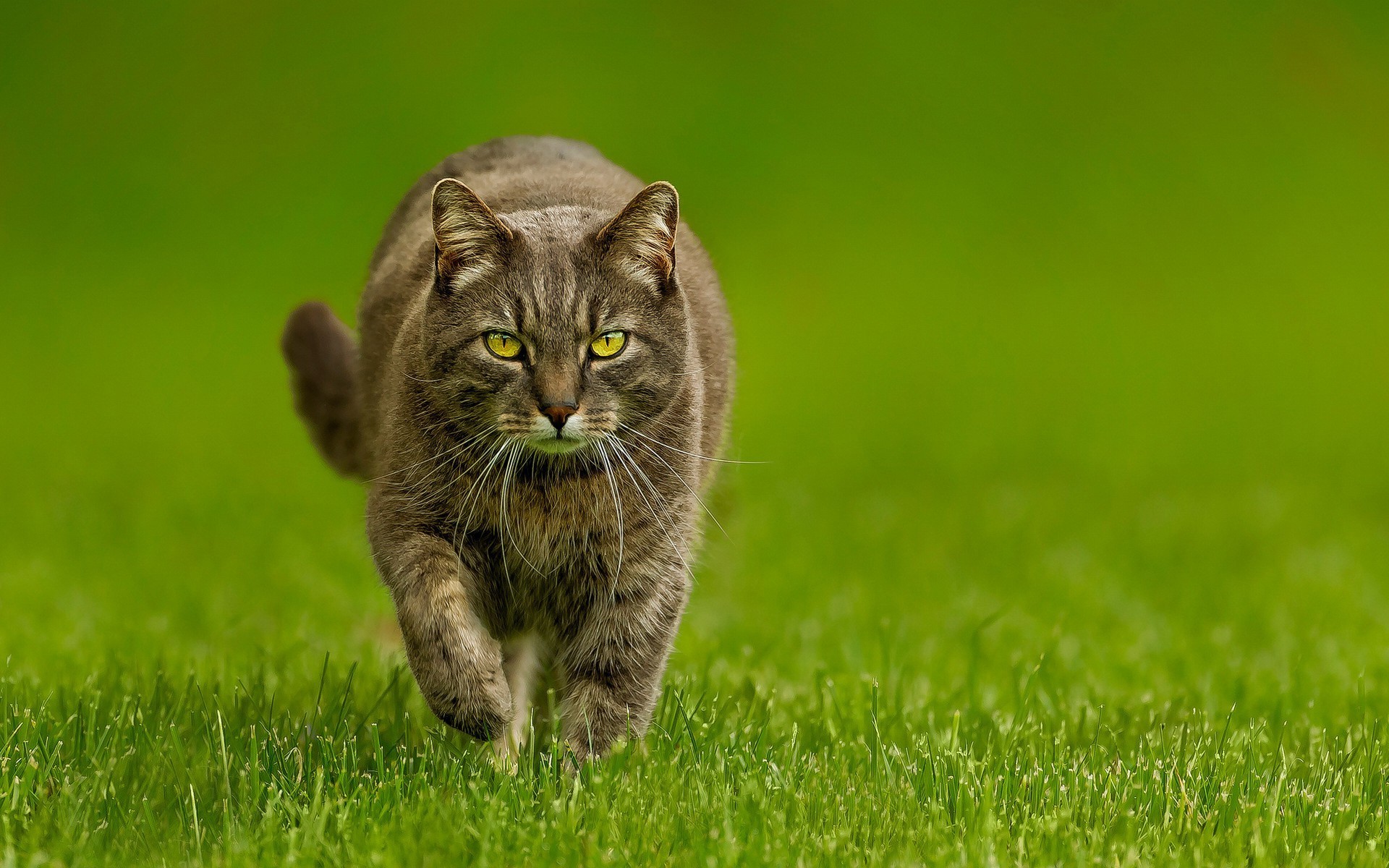 chats herbe nature animal chat mignon champ foin petit mammifère jeune oeil fourrure