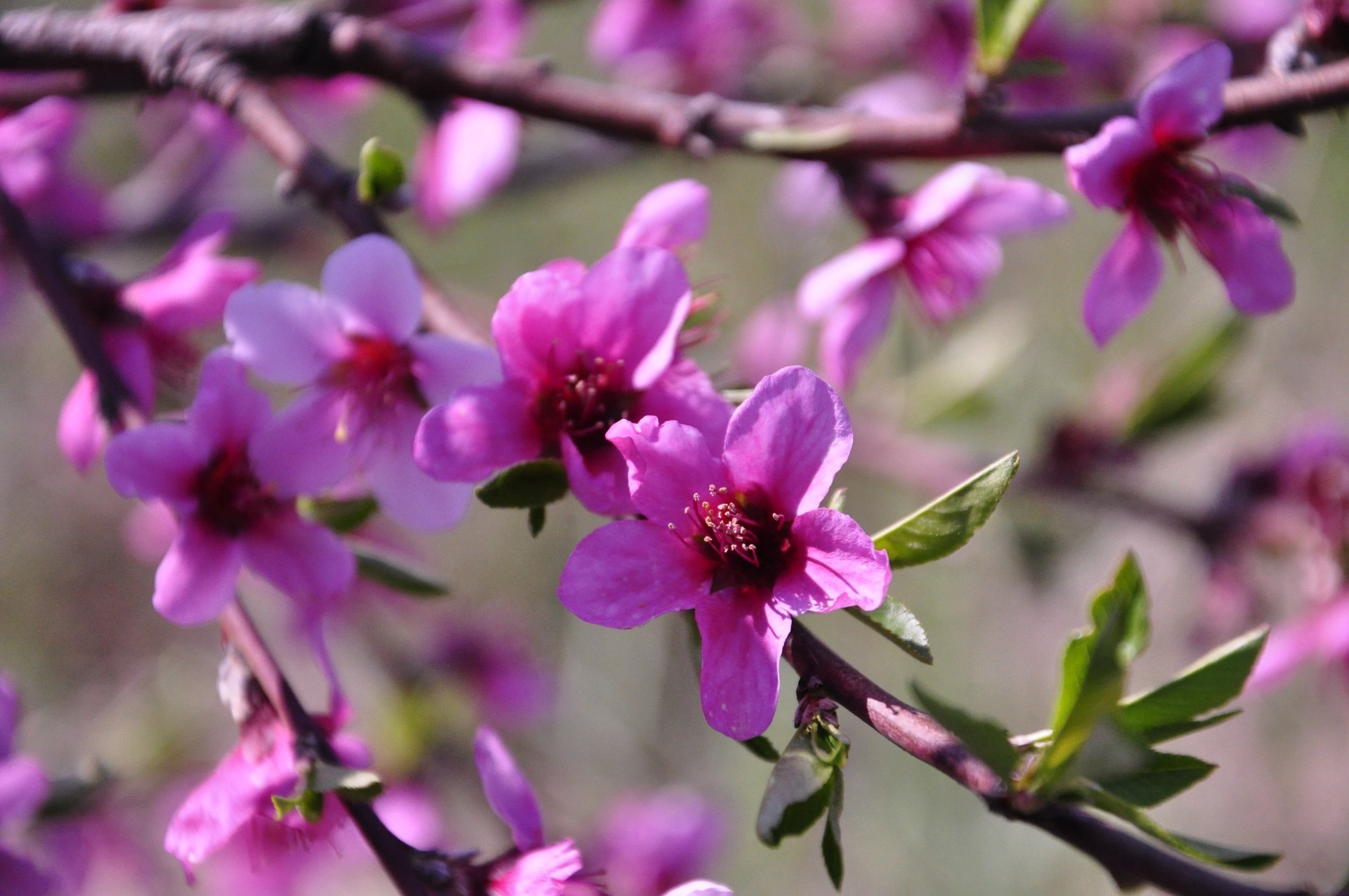 spring flower nature garden flora branch blooming tree leaf petal growth bud summer floral outdoors color park fair weather cherry delicate