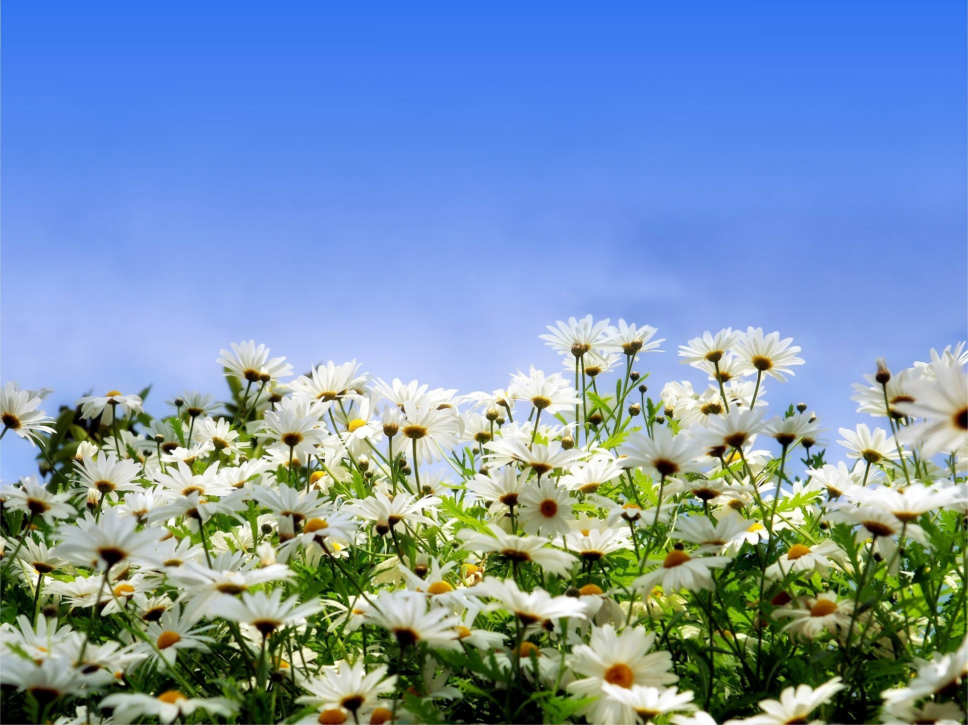 chamomile flower nature summer field flora sun hayfield garden growth bright floral season sunny color fair weather blooming leaf rural grass