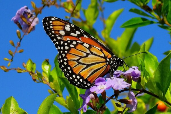 A butterfly on a branch of a purple flower