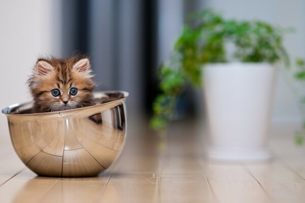 Chaton mignon caché dans la vaisselle