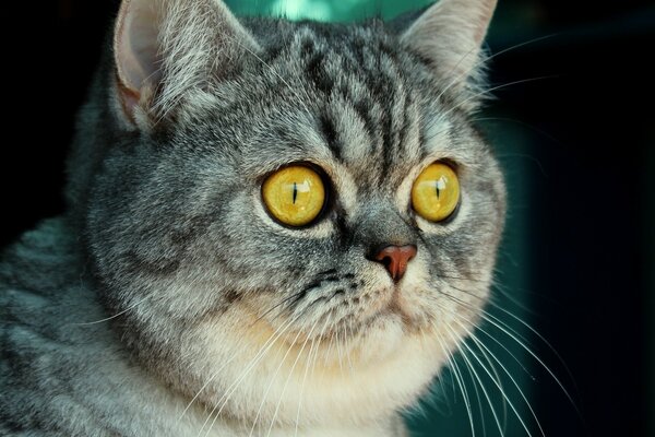 Animaux chat portrait yeux