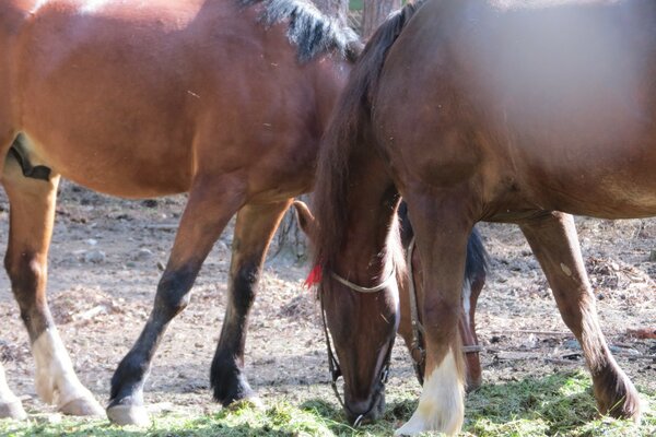 Horse pasture Feta nature