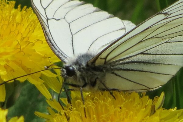 A white butterfly sits on dandelions