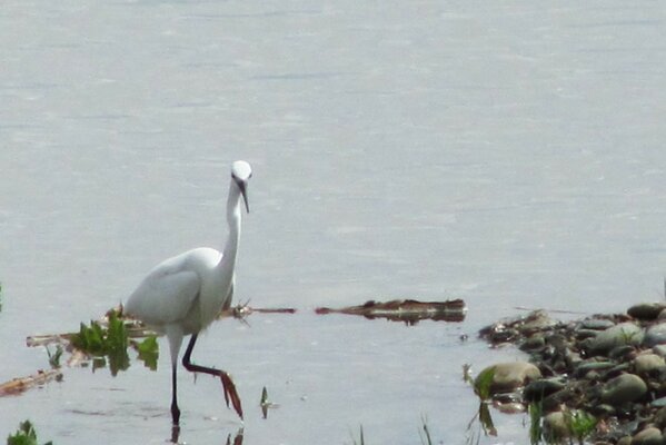 Wild heron on the wet shore