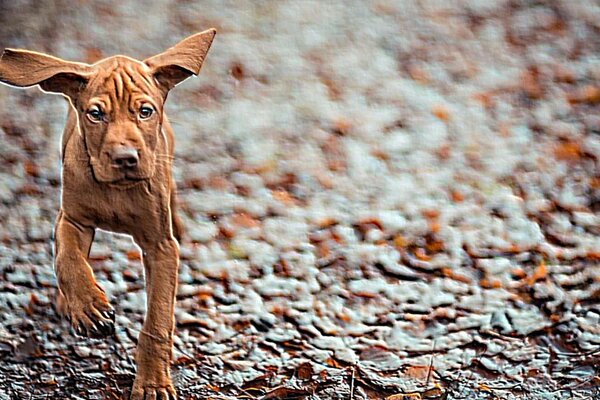 A dog with big ears runs