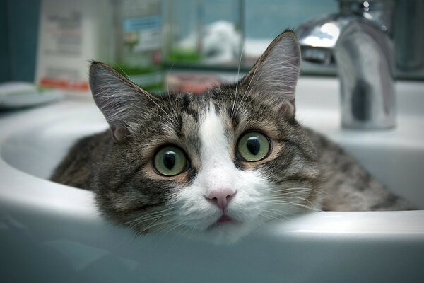 Chat dans l évier posant pour le portrait