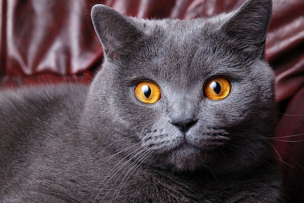 Retrato de un gato con ojos anaranjados