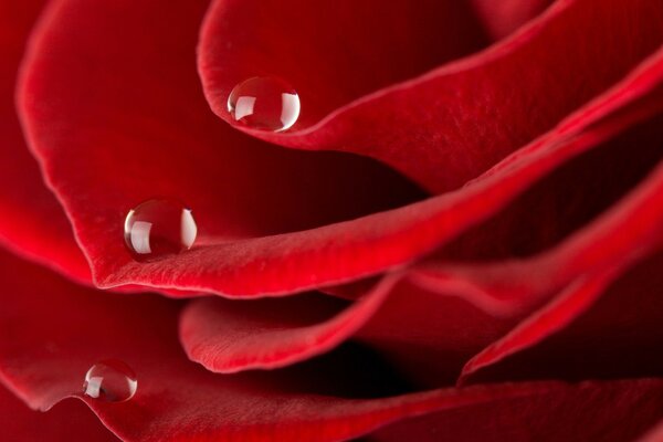 Romantic photo of a rose close-up