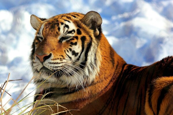 A wild tiger lies in the grass against the background of clouds