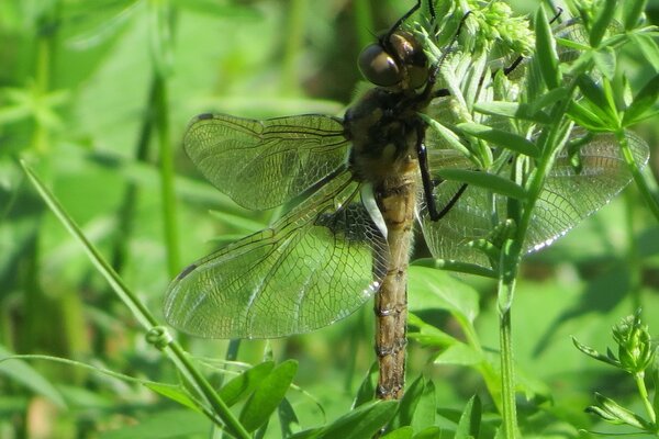 Insetti natura estate foglie