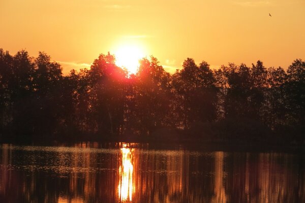 The setting sun, going beyond the edge of the forest, is reflected in the water surface