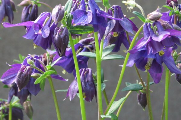 Purple flowers. Bells. Green stems